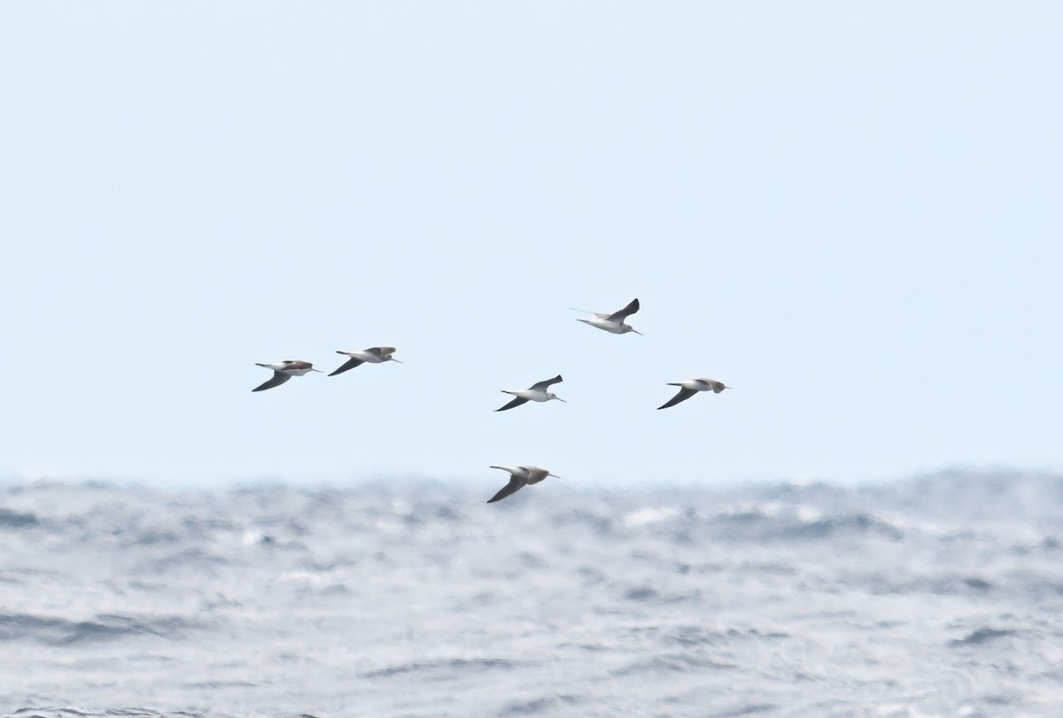 Common Greenshank - Kuan-hsun Lee