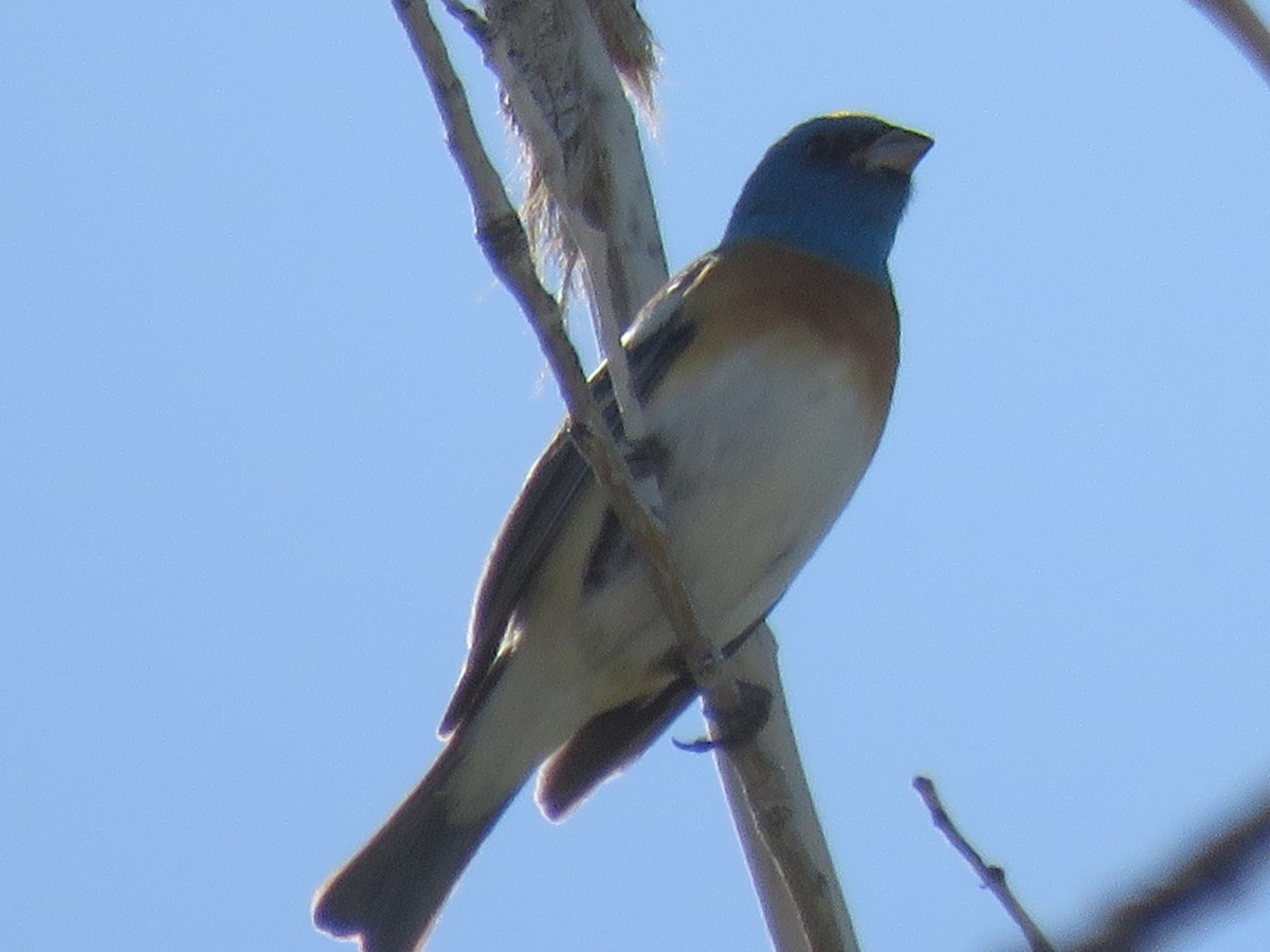 Lazuli Bunting - Anonymous