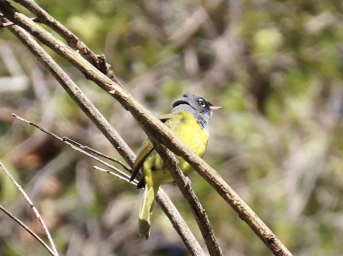 MacGillivray's Warbler - Lois Goldfrank