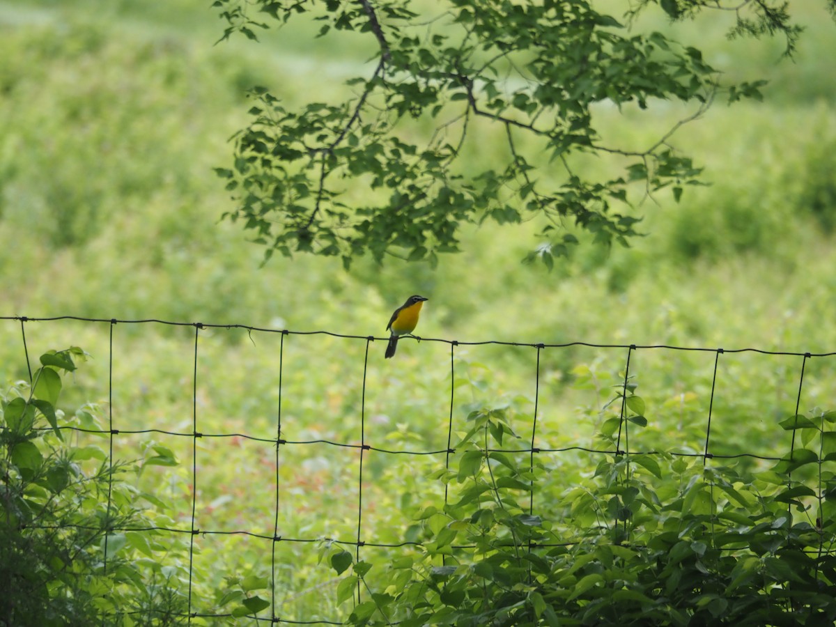 Yellow-breasted Chat - ML618512632
