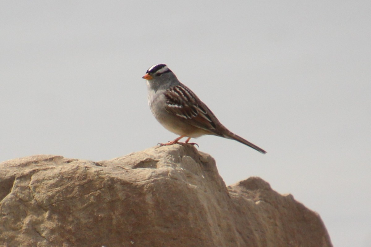 White-crowned Sparrow - ML618512633