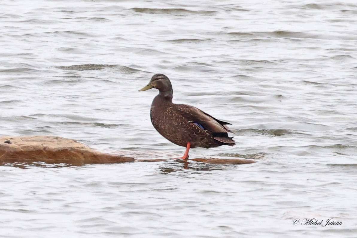 American Black Duck - ML618512644