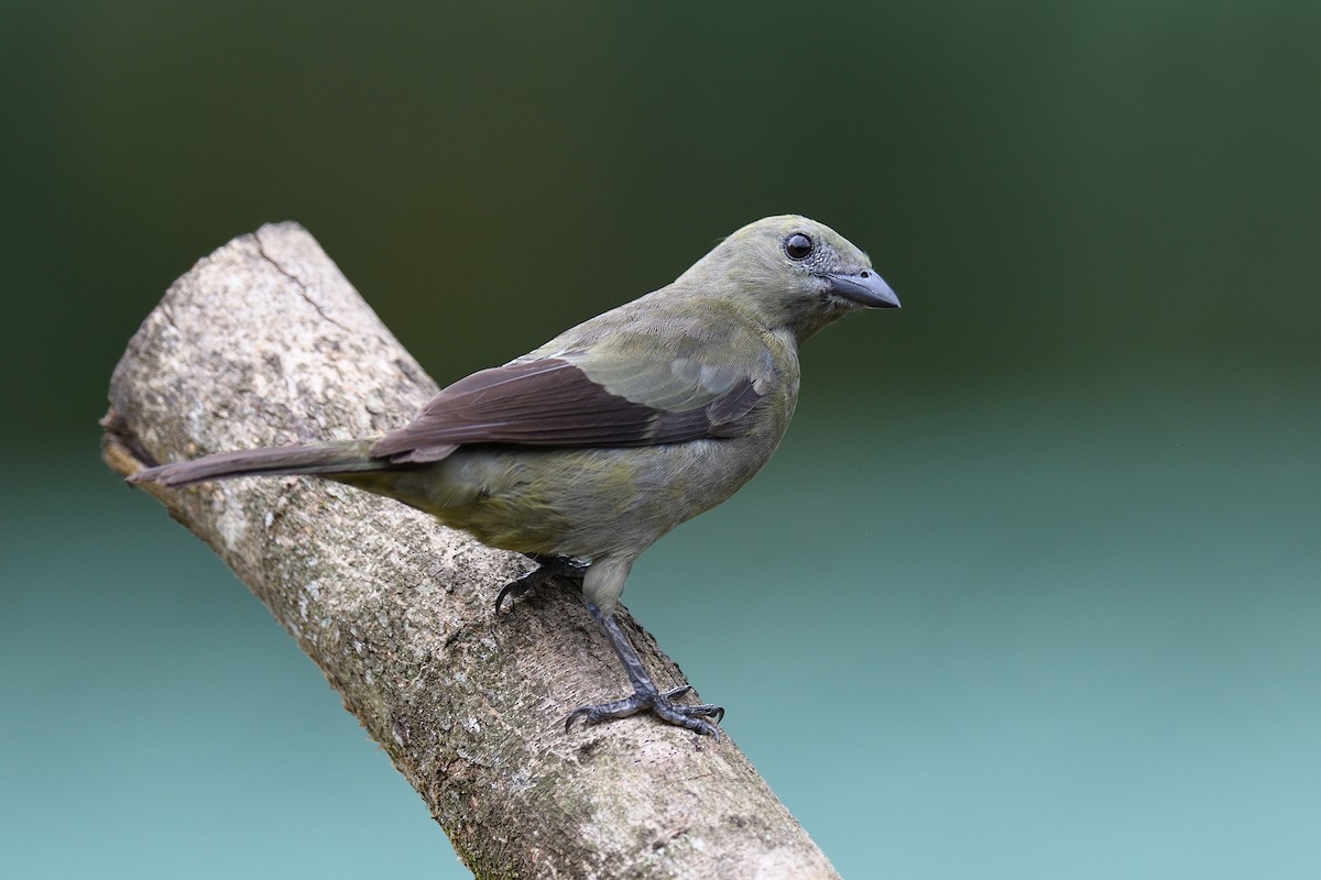 Palm Tanager - terence zahner