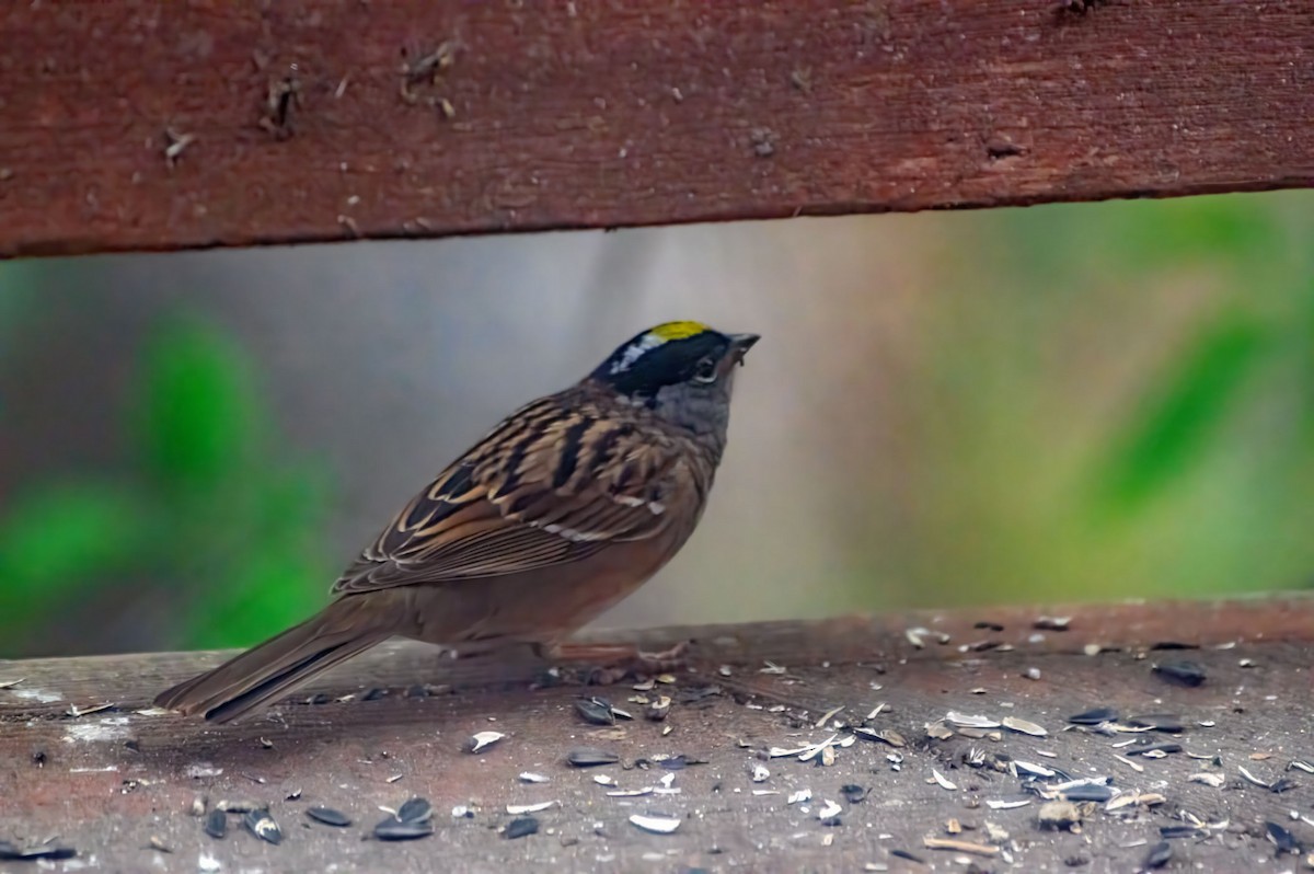 Bruant à couronne dorée - ML618512656