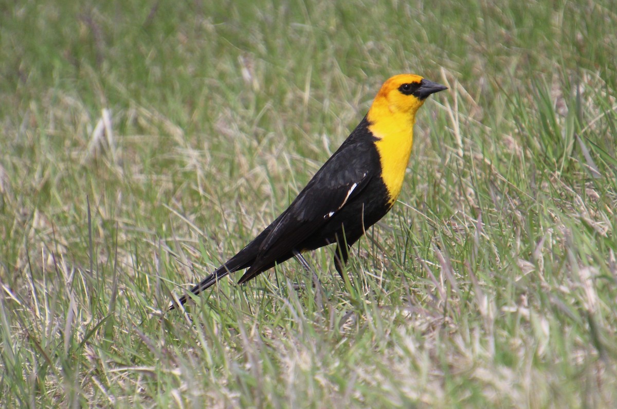 Yellow-headed Blackbird - ML618512703