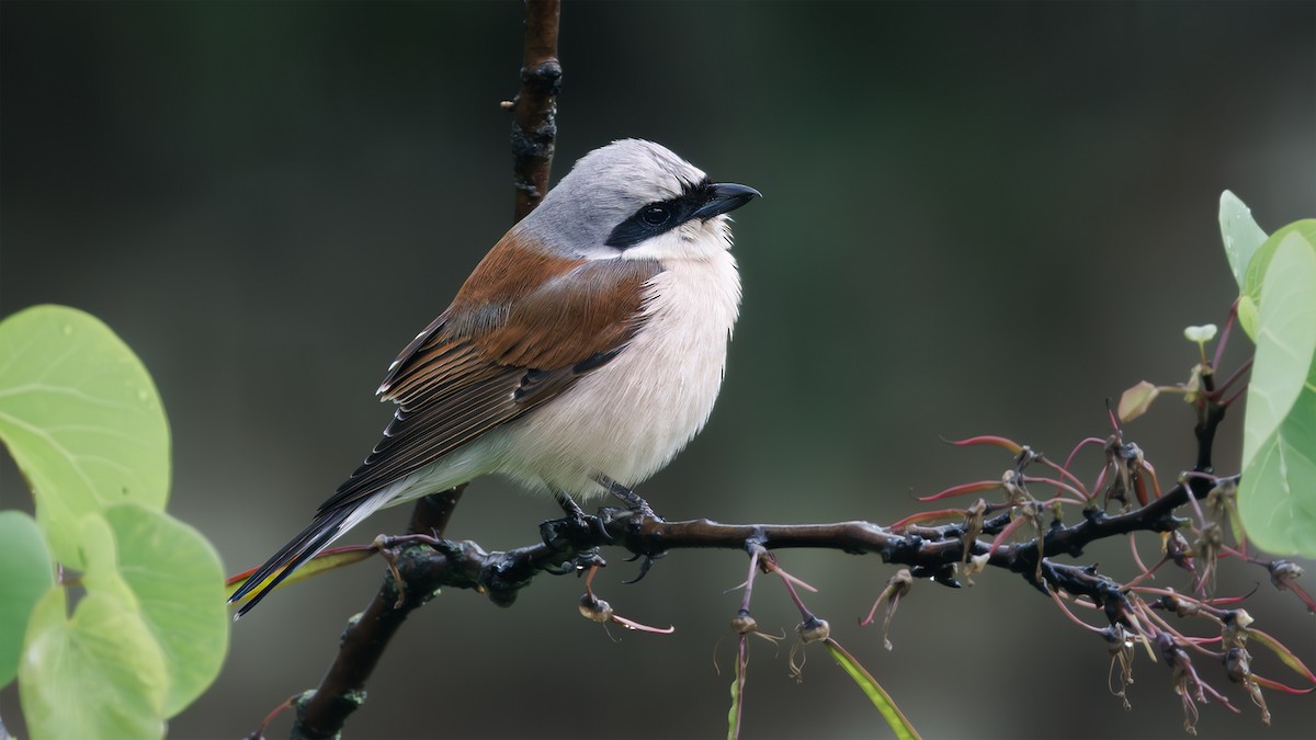 Red-backed Shrike - SONER SABIRLI