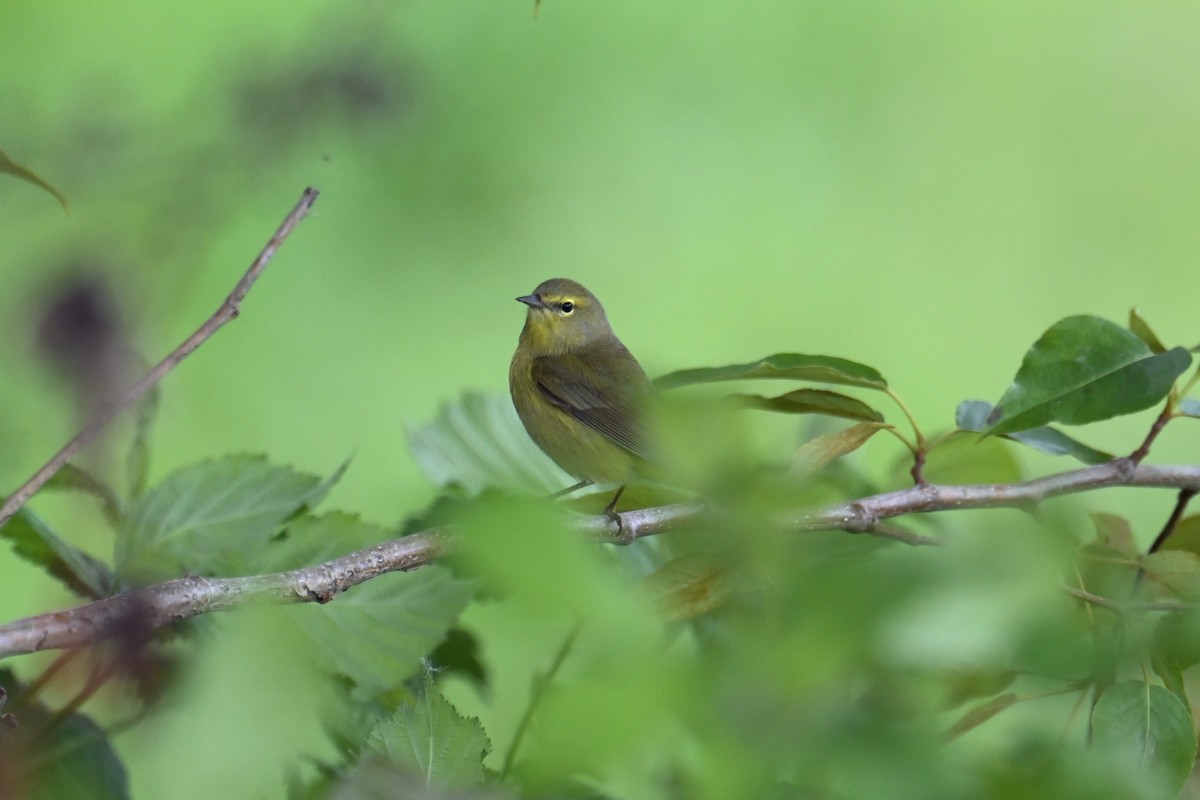 Orange-crowned Warbler - ML618512729