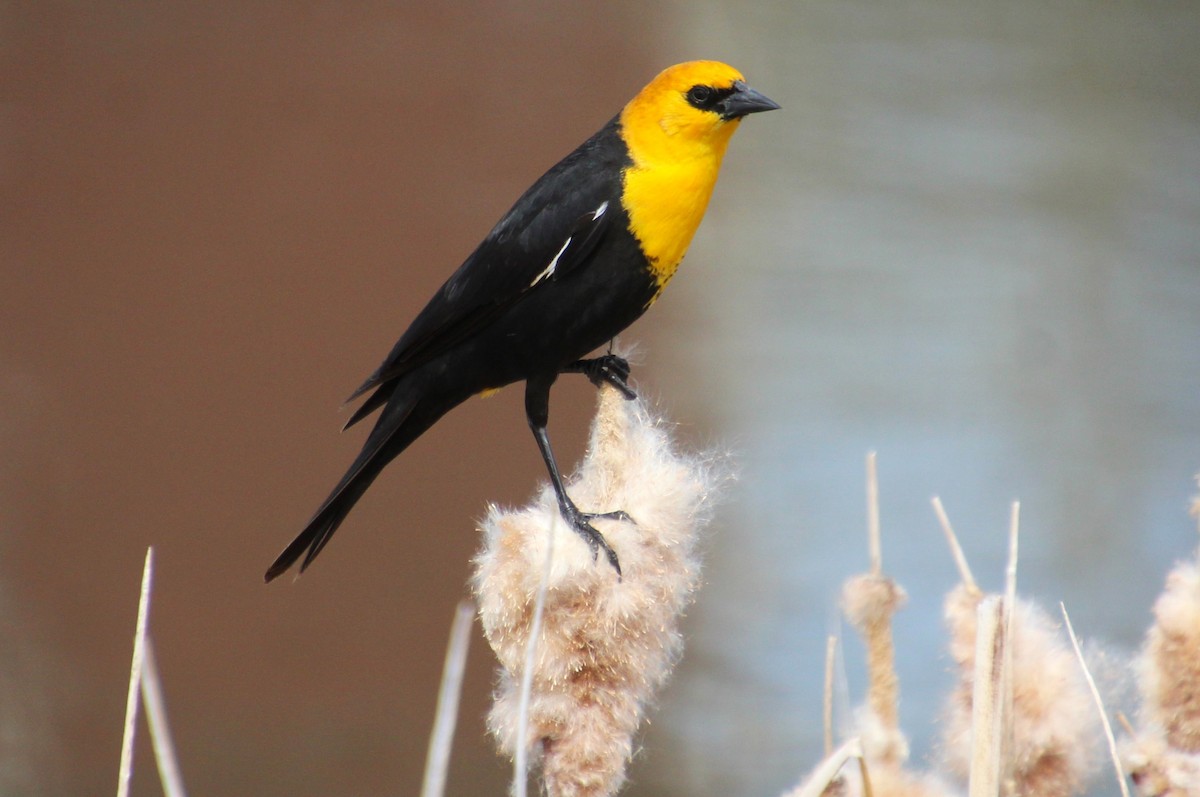 Yellow-headed Blackbird - ML618512742