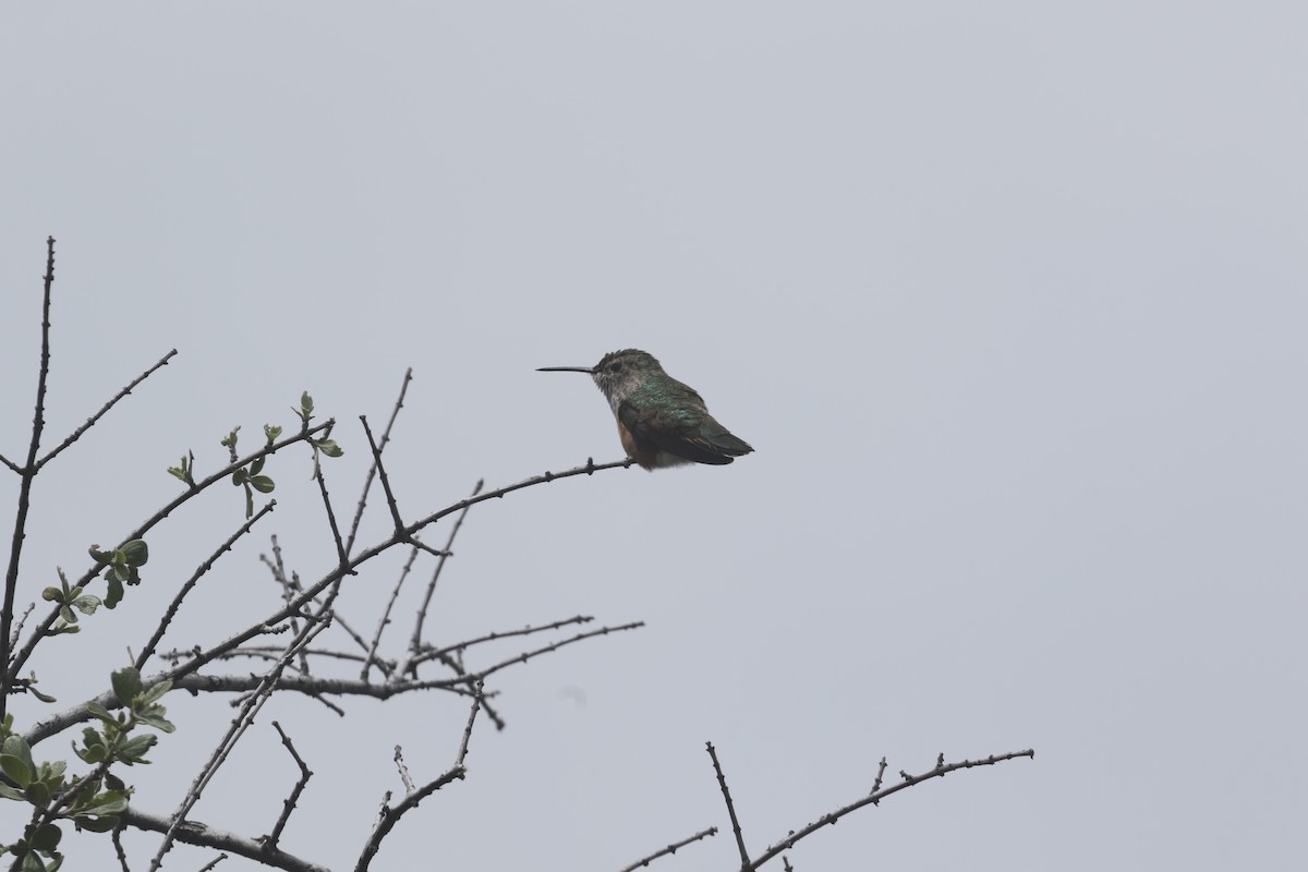Broad-tailed Hummingbird - ML618512779