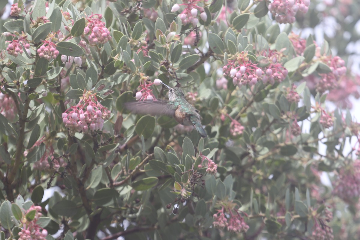 Broad-tailed Hummingbird - ML618512780