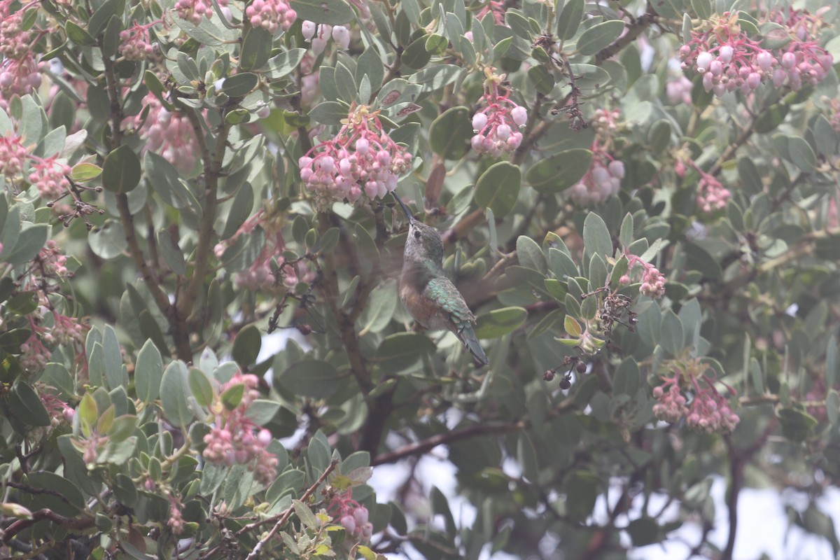 Broad-tailed Hummingbird - ML618512781