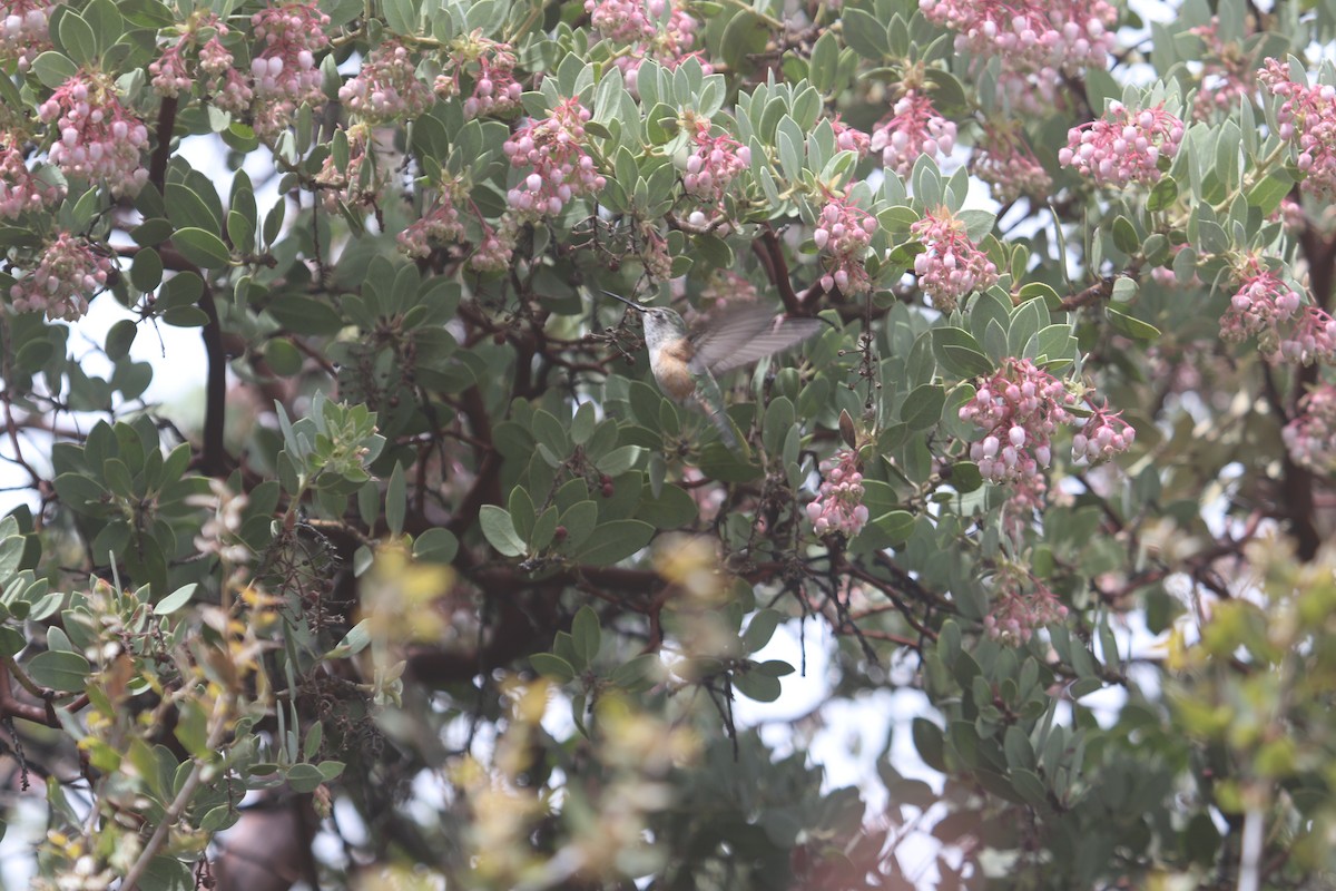 Broad-tailed Hummingbird - ML618512782