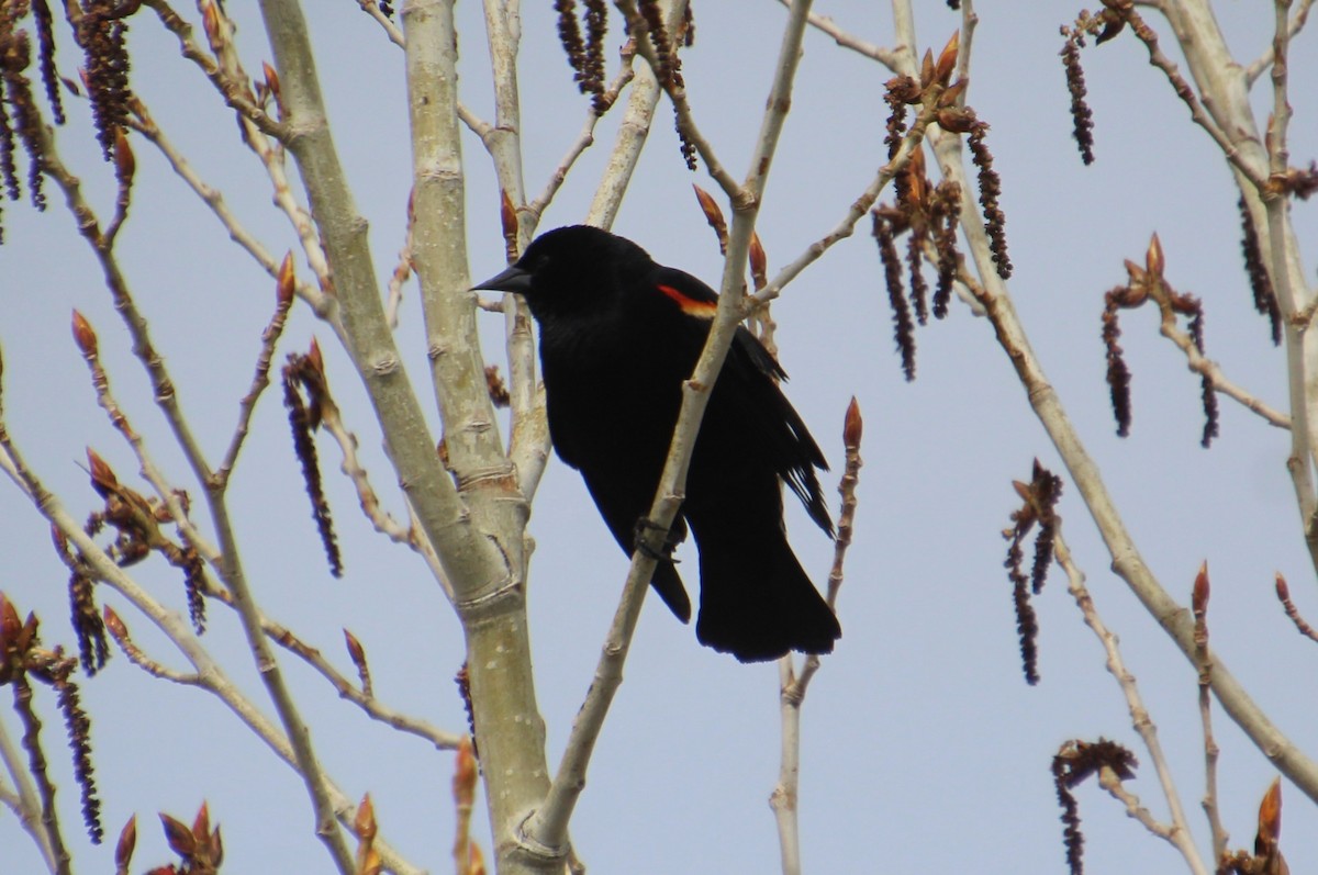 Red-winged Blackbird - ML618512800