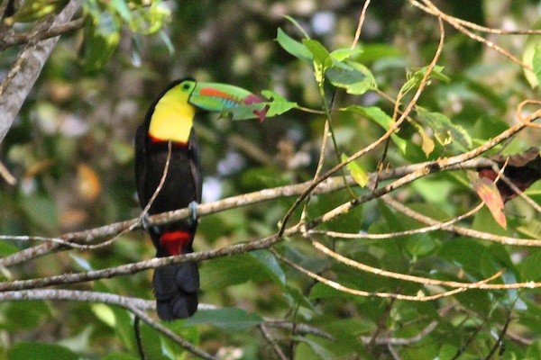 Keel-billed Toucan - ML618512801