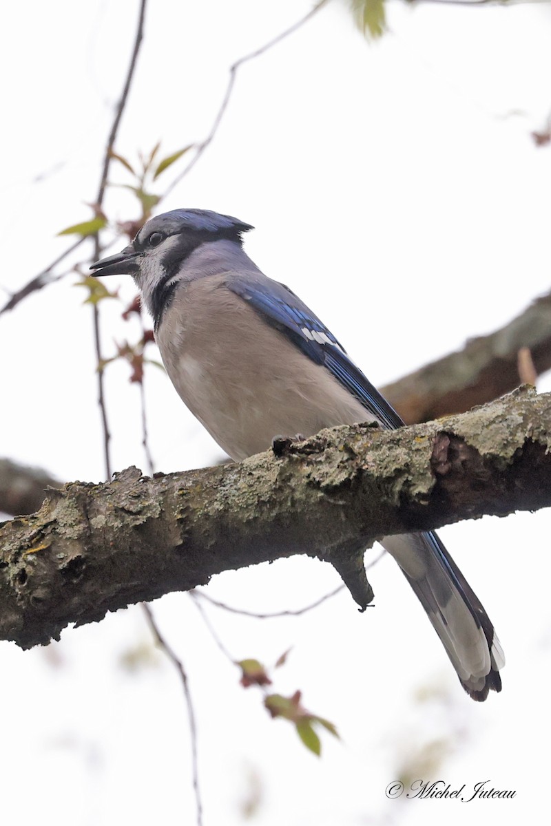 Blue Jay - ML618512865