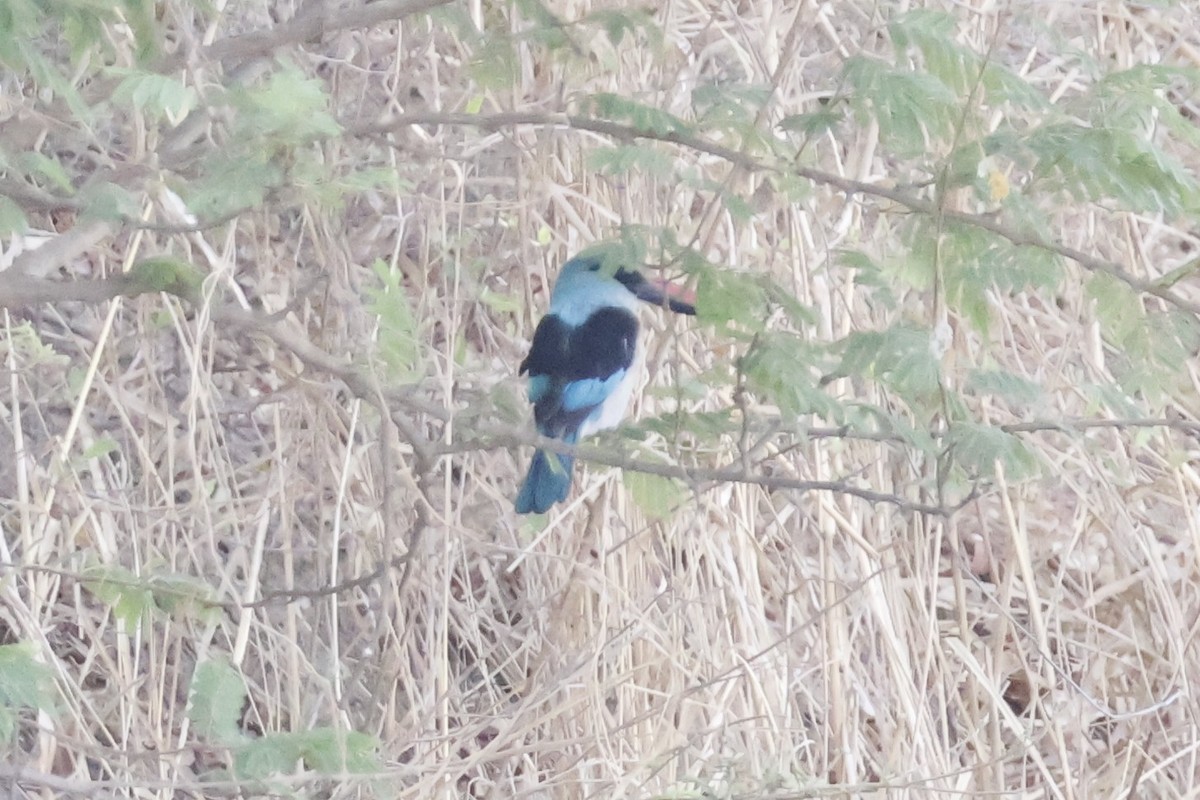 Blue-breasted Kingfisher - Mathieu Soetens