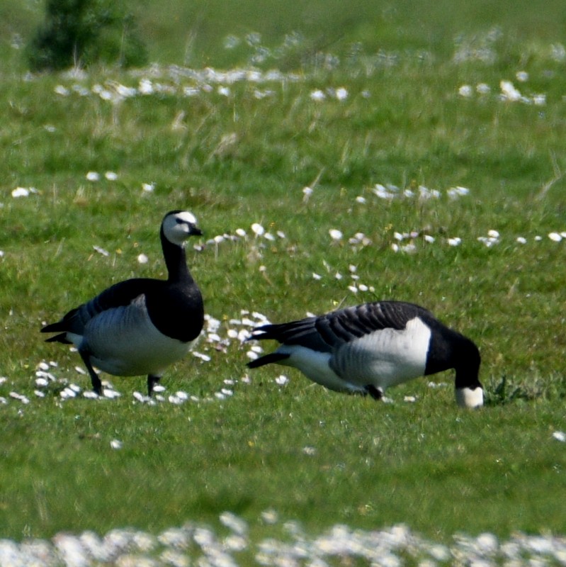 Barnacle Goose - Jos Simons