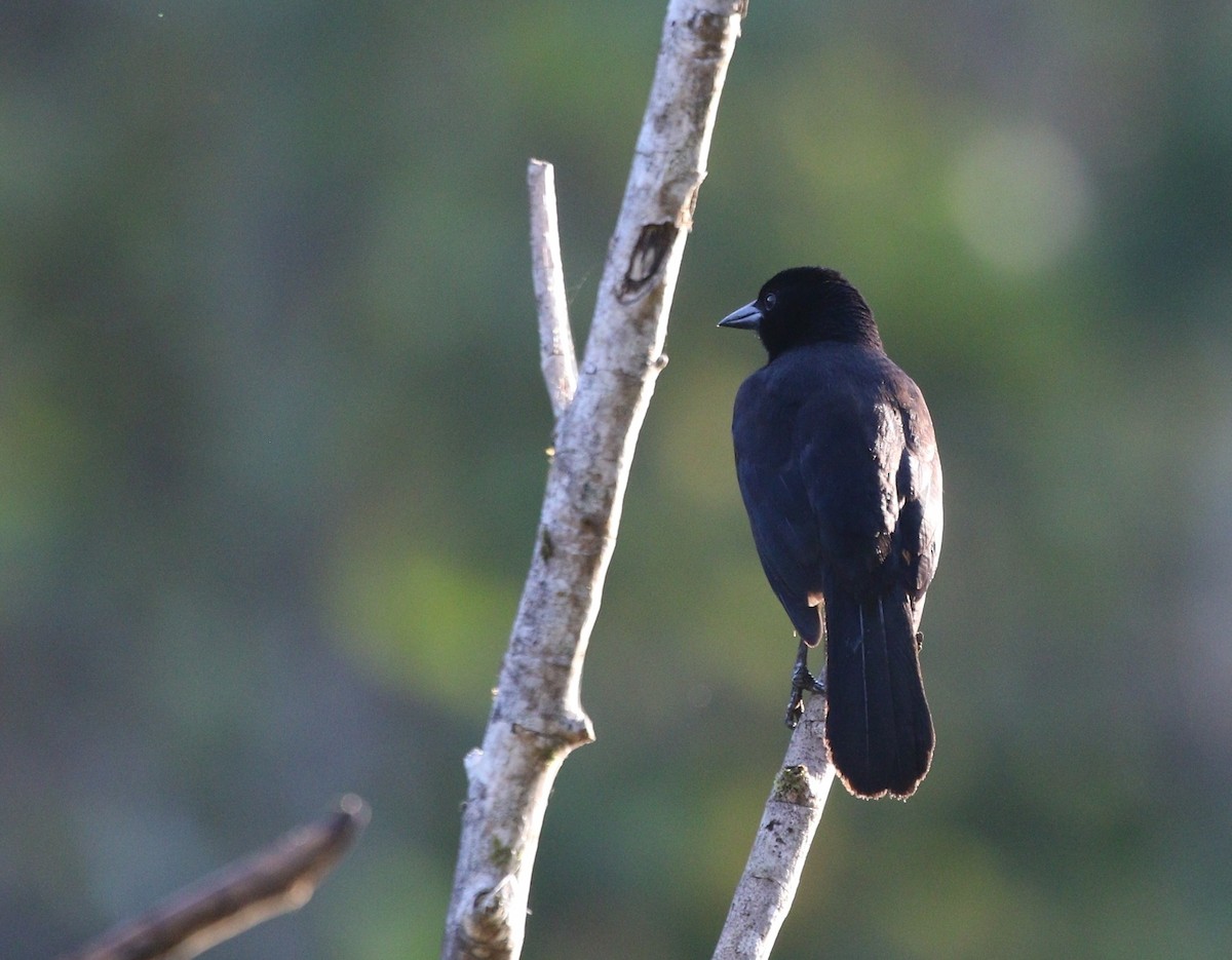 Melodious Blackbird - Richard Greenhalgh