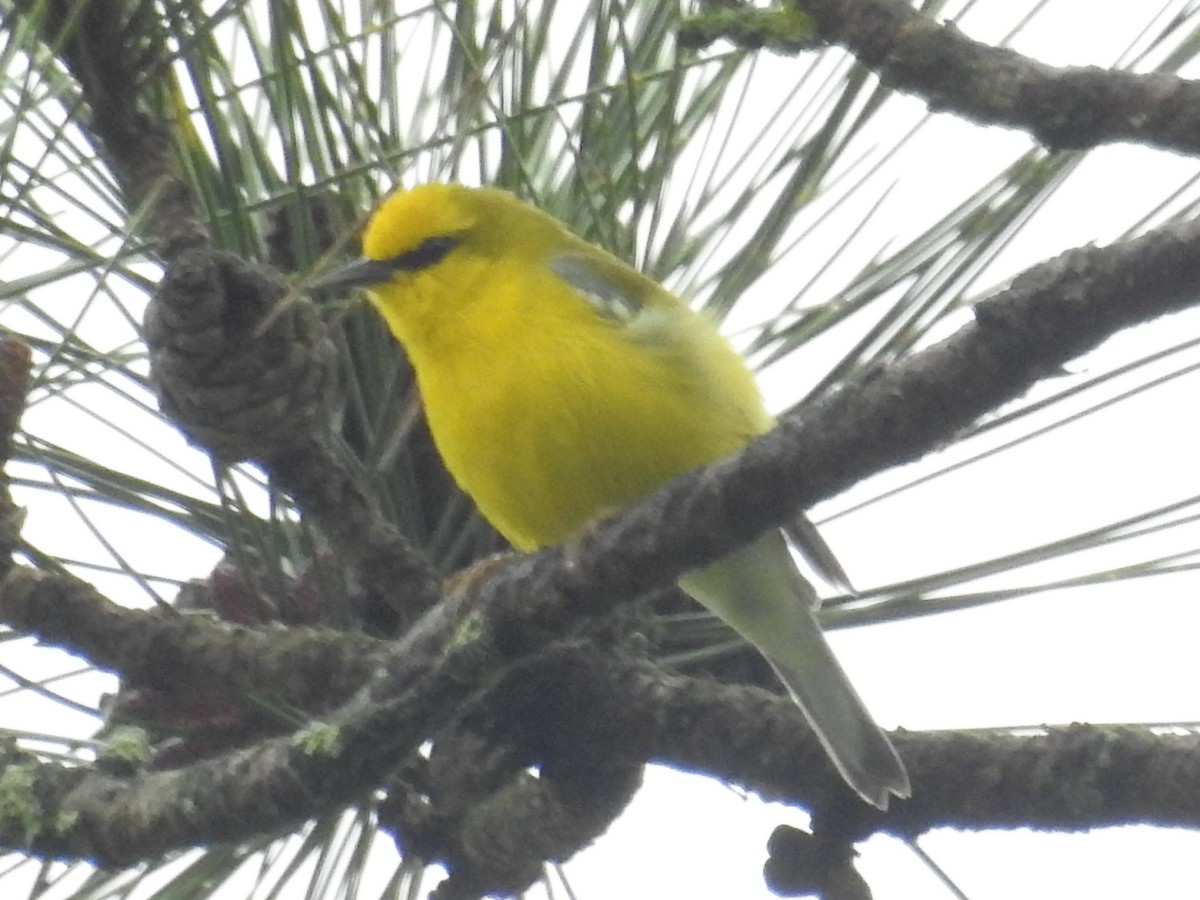 Blue-winged Warbler - ML618512904