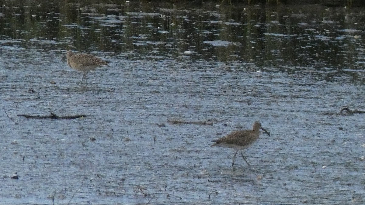 Whimbrel - Sara Isabel Fernández Pazos