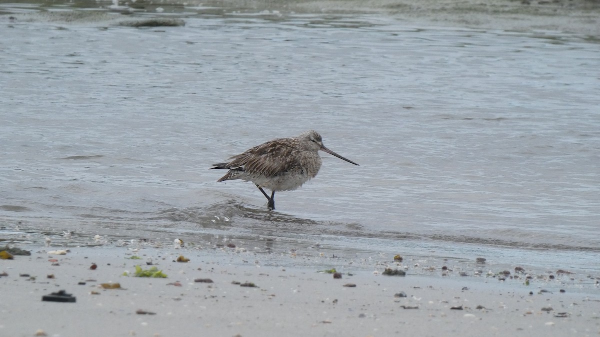 Bar-tailed Godwit - Sara Isabel Fernández Pazos