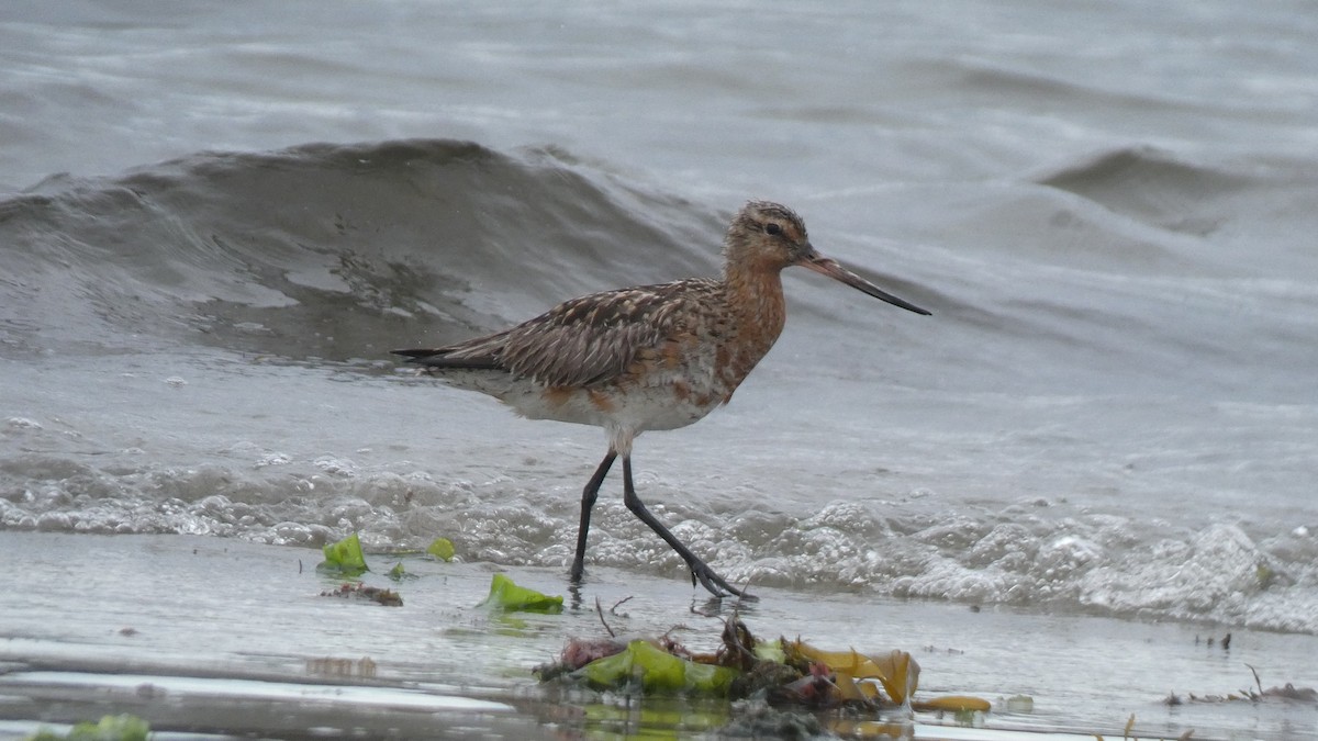 Bar-tailed Godwit - Sara Isabel Fernández Pazos