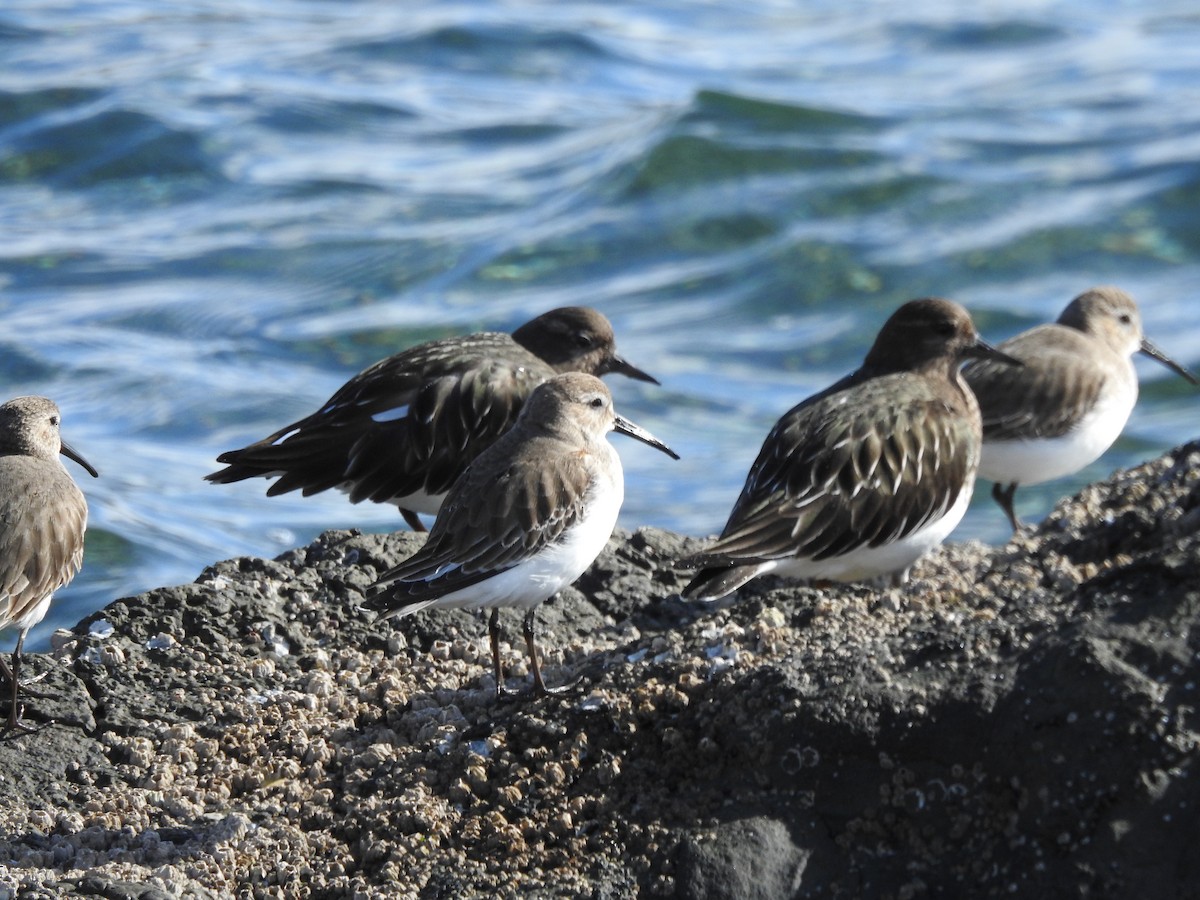 Dunlin - ML618512956