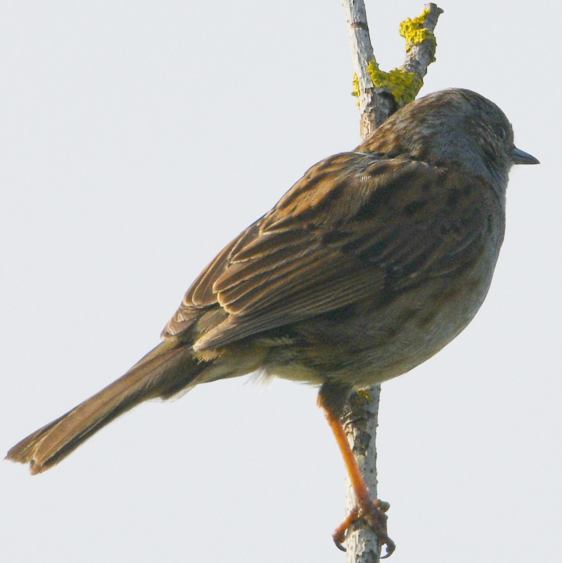 Dunnock - Jos Simons