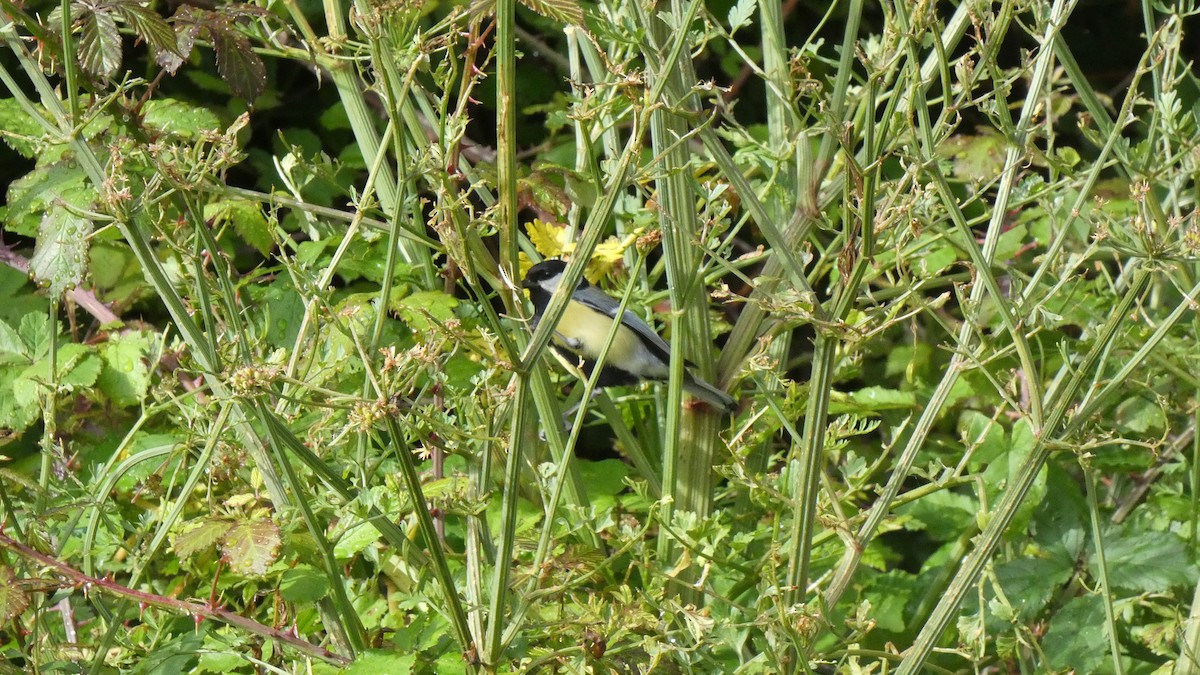 Great Tit - ML618512963