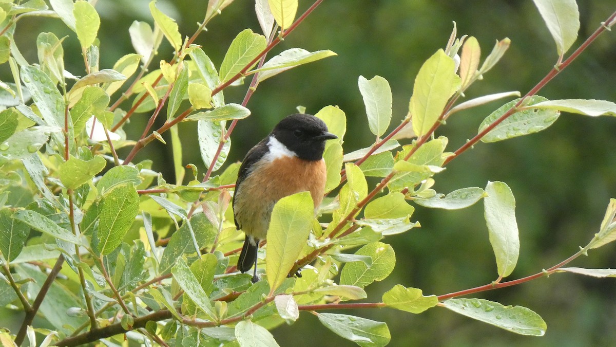 European Stonechat - Sara Isabel Fernández Pazos