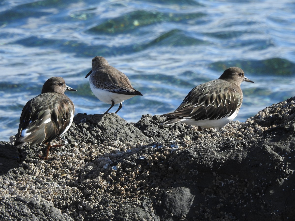 Black Turnstone - ML618512981