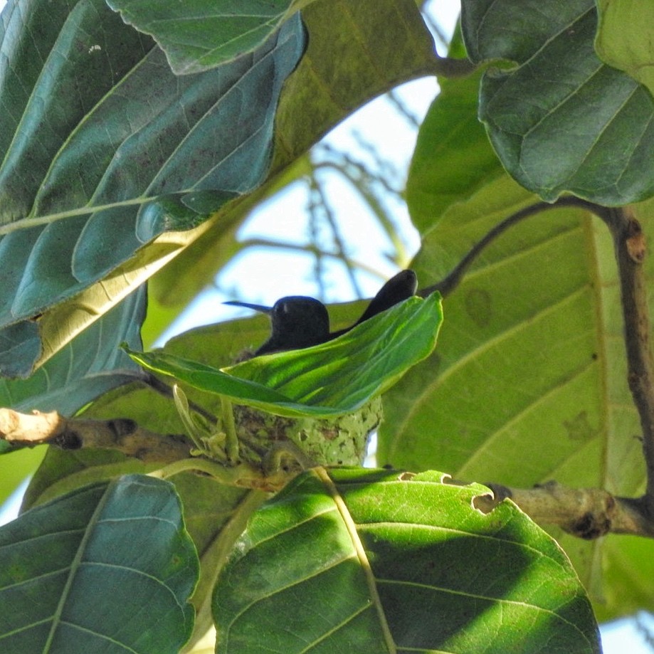 Glittering-throated Emerald - Andrea  Hinek