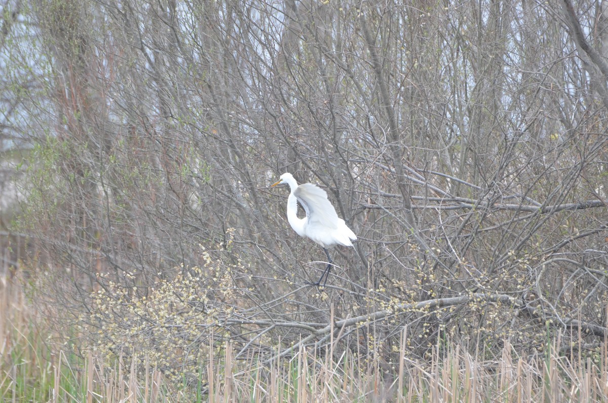 Great Egret - Richard Garrigus