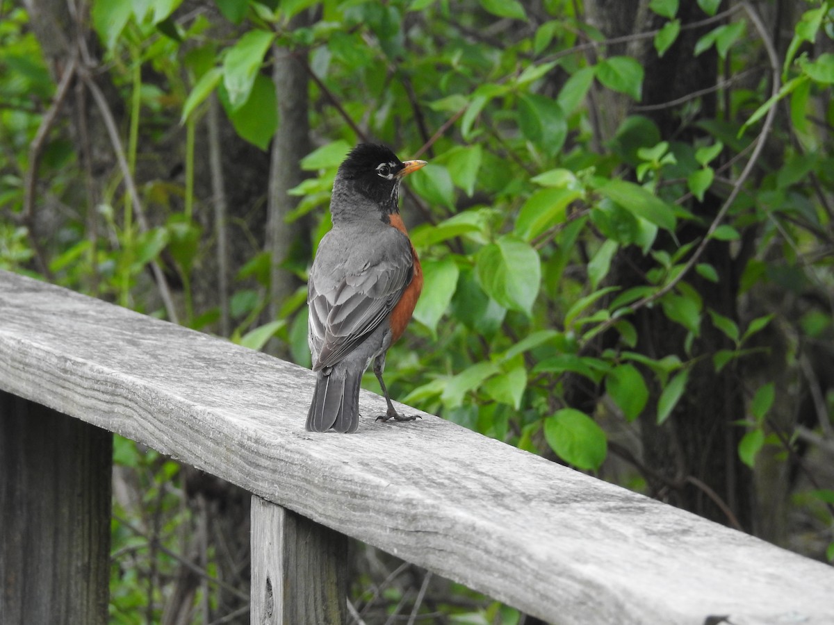 American Robin - ML618513025