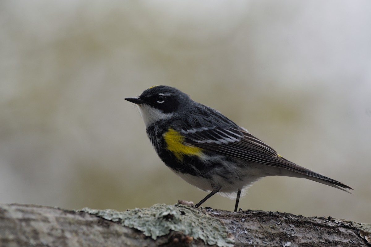 Yellow-rumped Warbler - Dennis McGillicuddy