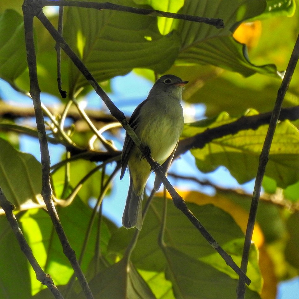 Small-billed Elaenia - ML618513058