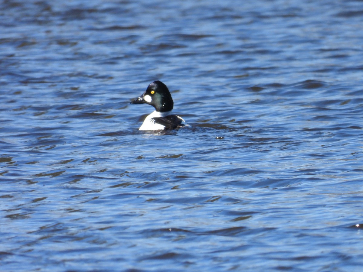 Common Goldeneye - Vince Hiebert