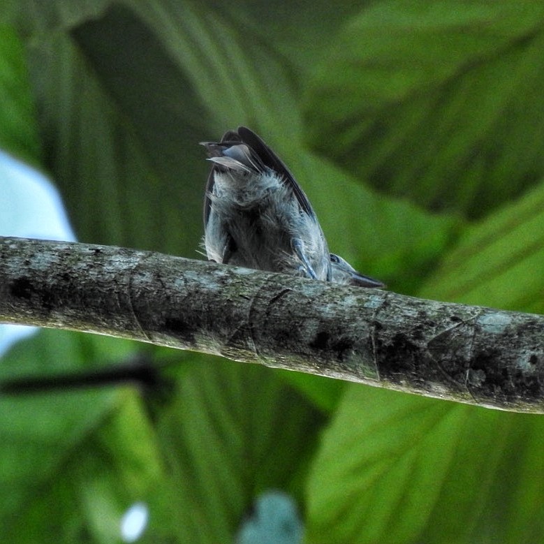 Pearly-breasted Conebill - Andrea  Hinek