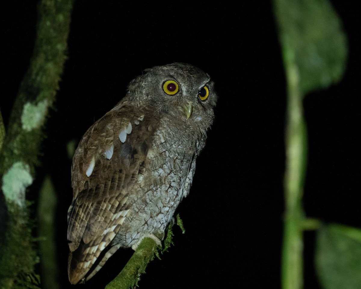 Foothill Screech-Owl - ML618513081