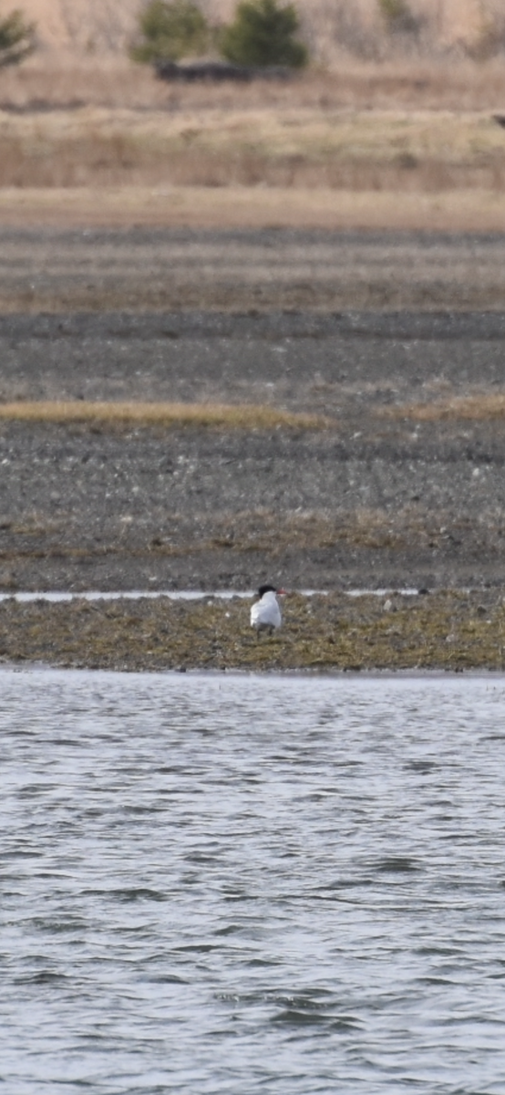 Caspian Tern - ML618513088