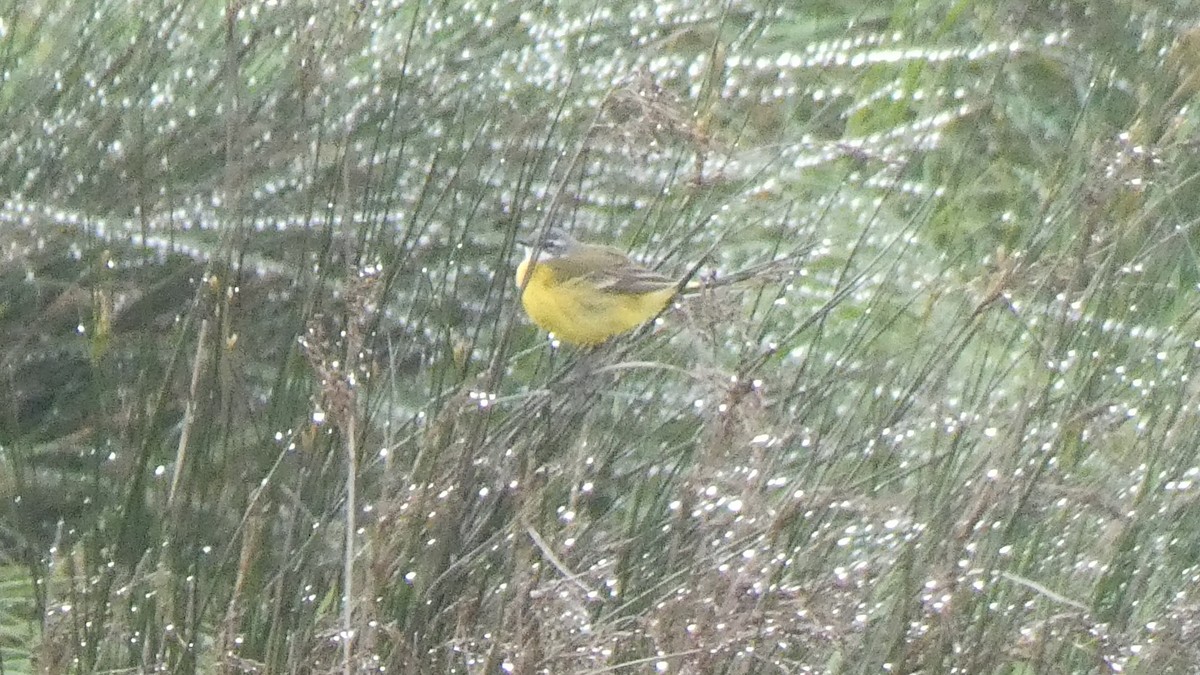 Western Yellow Wagtail (iberiae) - Sara Isabel Fernández Pazos