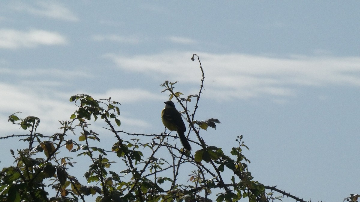 Western Yellow Wagtail (iberiae) - ML618513146