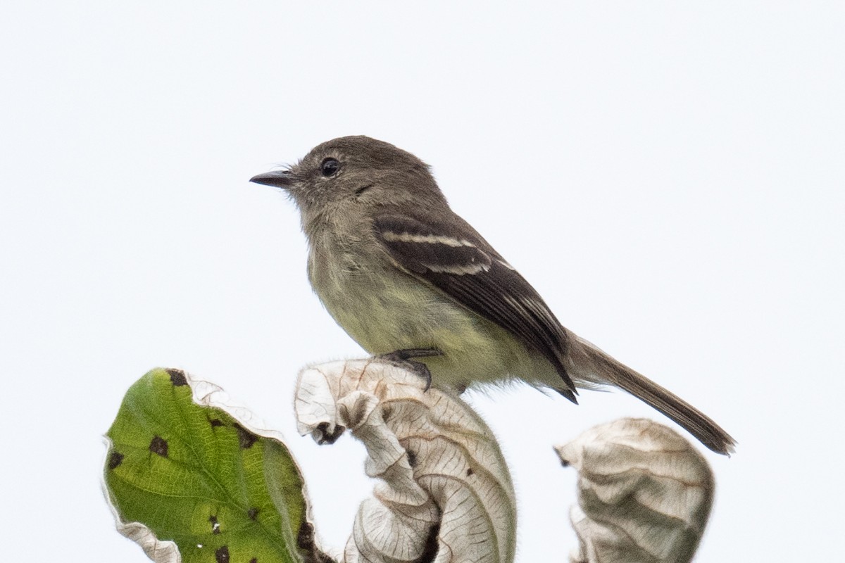 Olive-chested Flycatcher - ML618513176