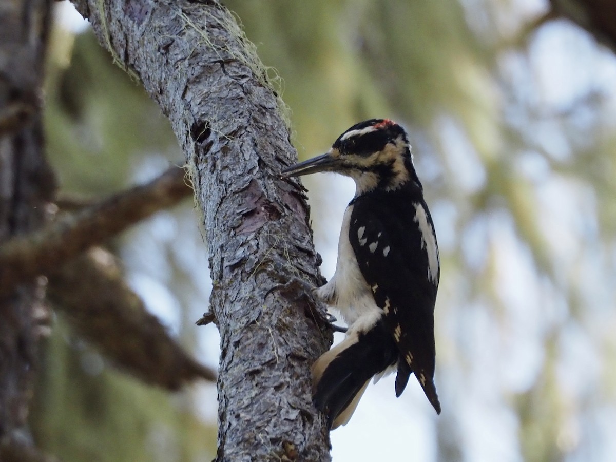 Hairy Woodpecker - ML618513182