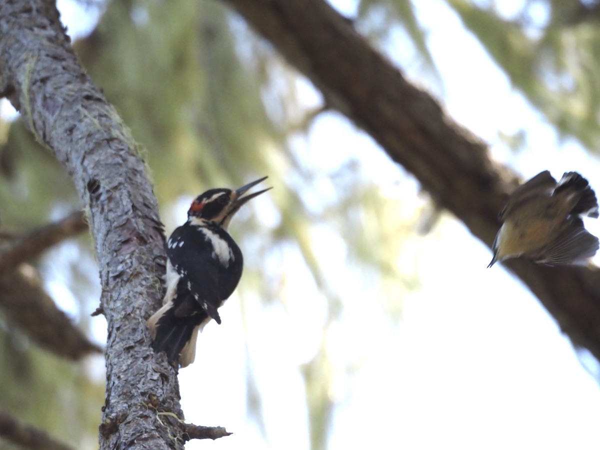 Hairy Woodpecker - ML618513183