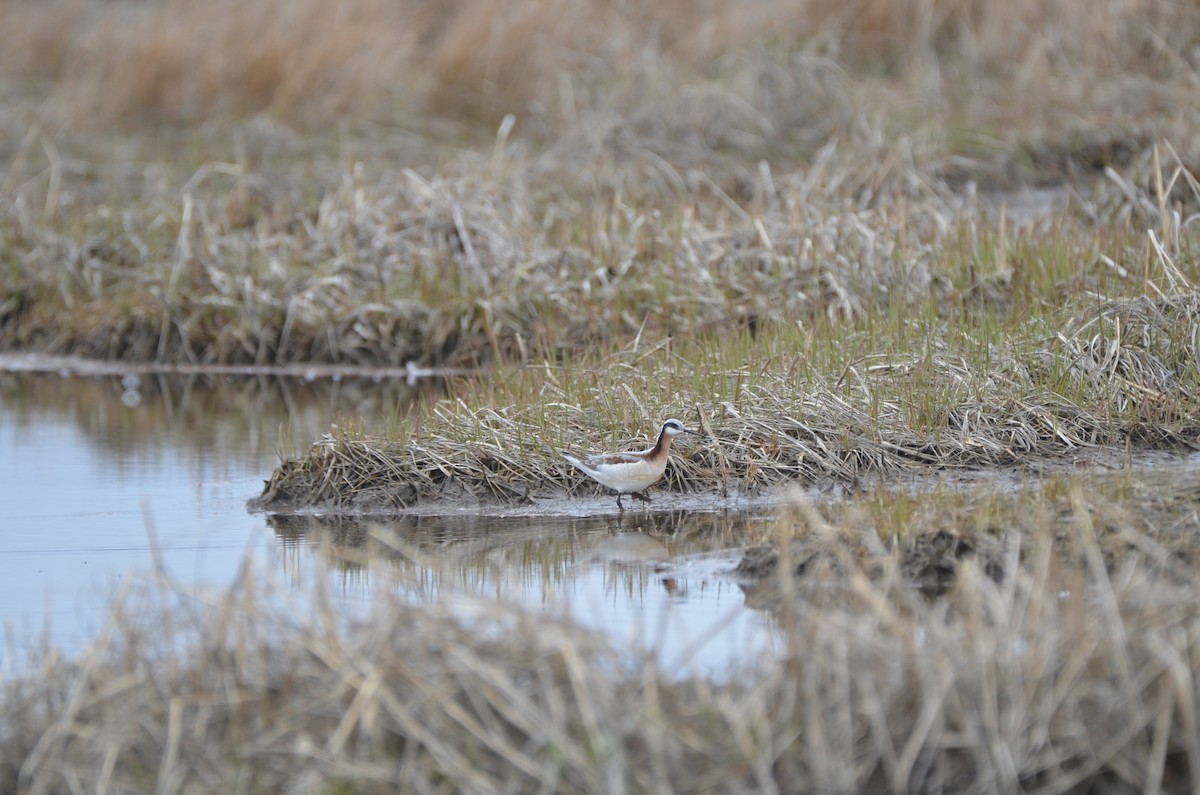 Wilson's Phalarope - ML618513197