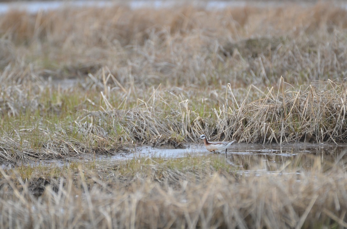 Wilson's Phalarope - ML618513198