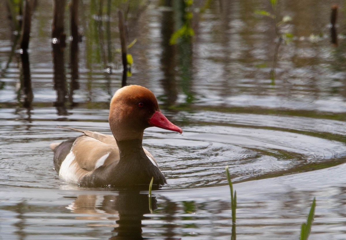 Red-crested Pochard - Lorine Grangy