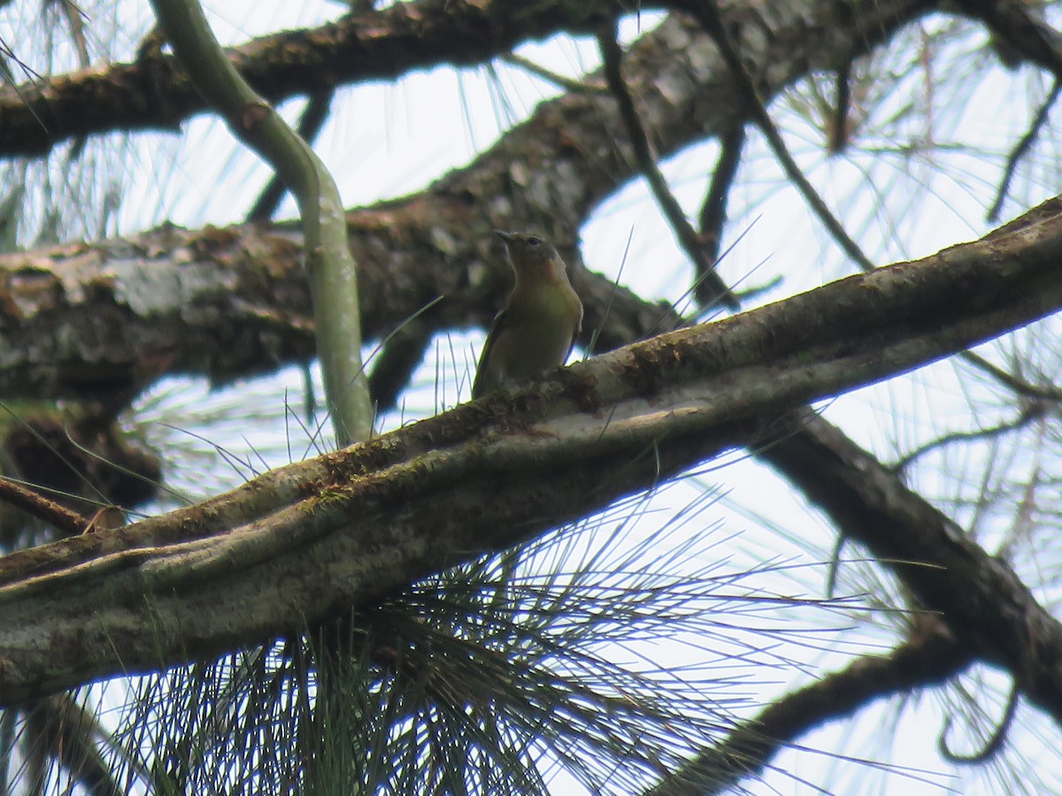 Bay-breasted Warbler - ML618513210