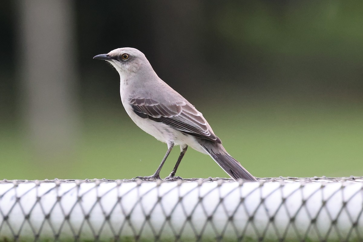 Tropical Mockingbird - Hubert Stelmach